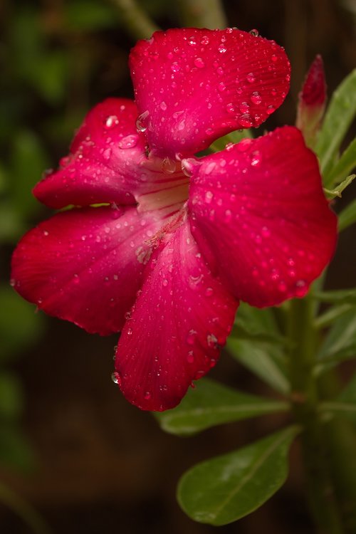 nature  flower  flora