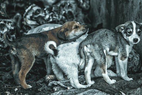 nature  dog  puppy