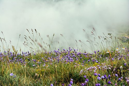 nature  flowers  meadow