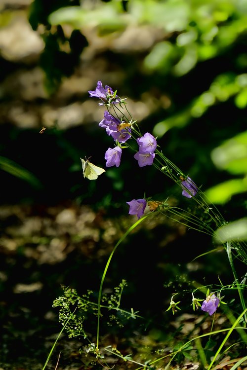 nature  plant  bellflower