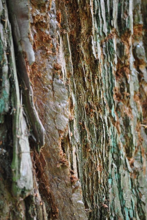 nature  tree  bark