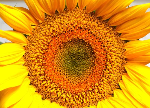 nature  flower  sunflower