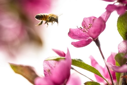 nature  bee  bumblebee