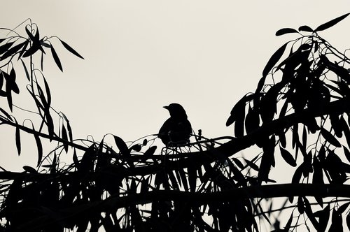 nature  silhouette  bird