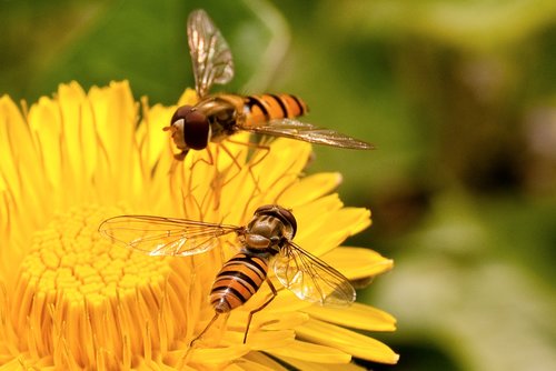 nature  yellow  bee
