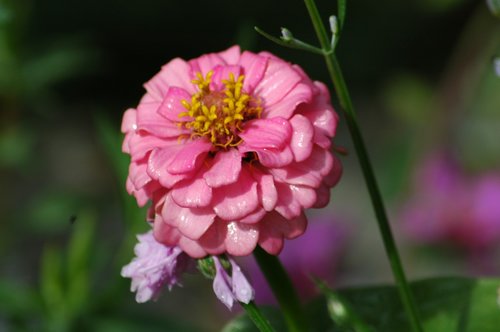 nature  flower  flora