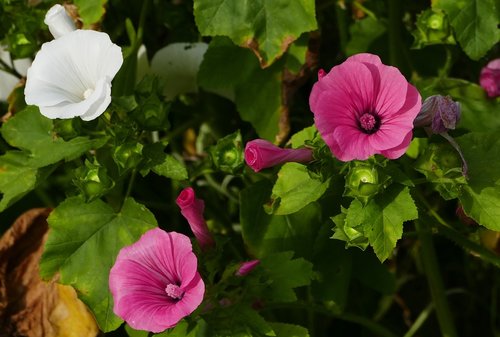 nature  garden  flowers