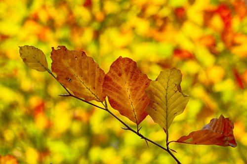 nature  leaf  tree