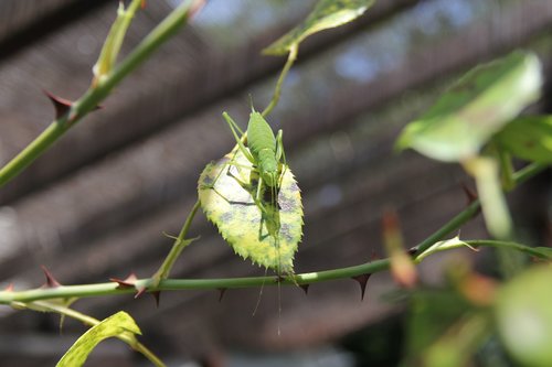 nature  insects  insect