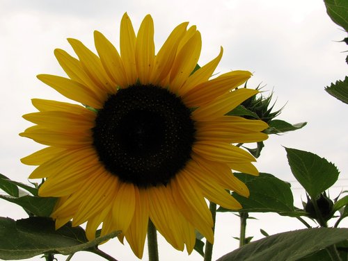 nature  garden  sunflower