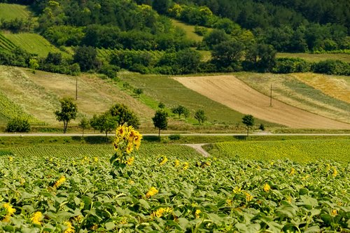 nature  landscape  sunflower