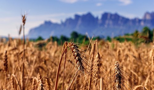 nature  wheat  agriculture