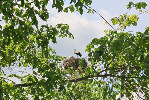 nature stork storks