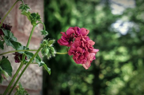 nature  flowers  garden