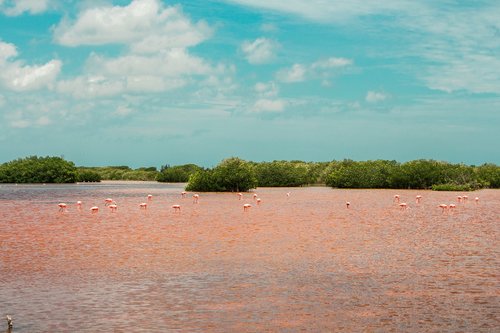 nature  flamingo  mangrove swamp