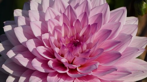 nature  garden  dahlia