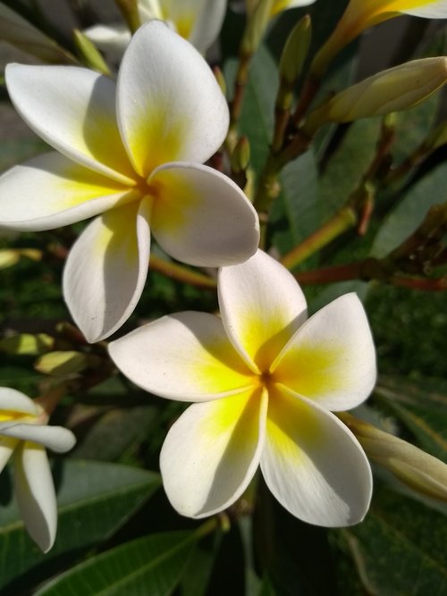 nature  flower  plant