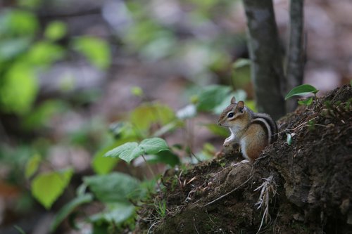 nature  tree  chipmunk