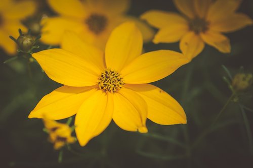 nature  flower  bloom