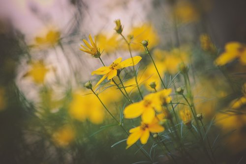 nature  flower  bloom