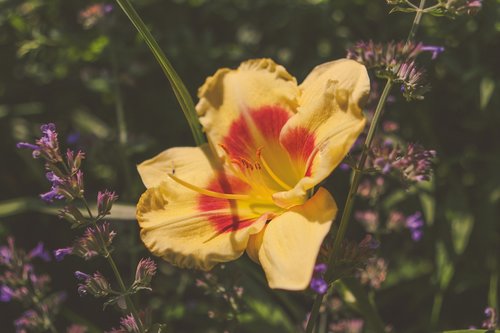 nature  flower  bloom