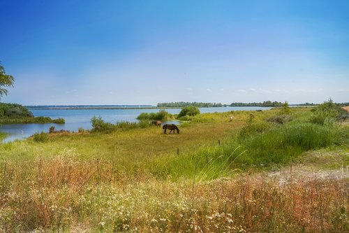 nature  water  horses