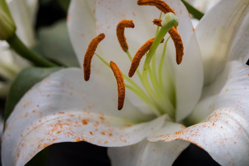 nature  plant  flower