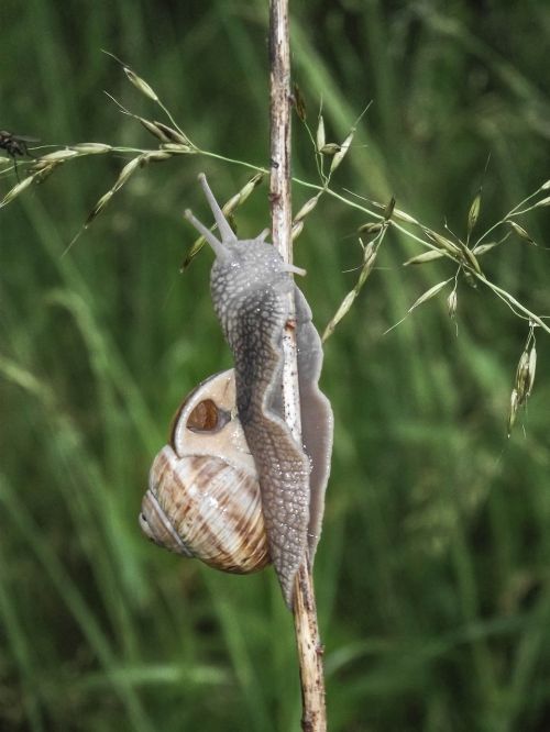 nature animal snail