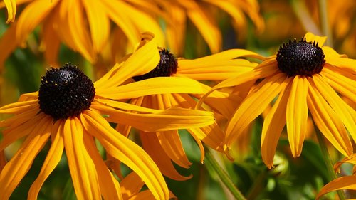 nature  garden  flowers