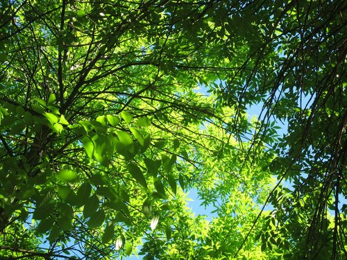 nature  tree  leaves