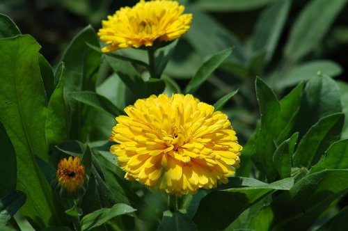 nature  flower  flora