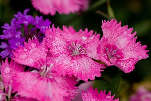 nature flowers pink flowers