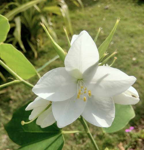 nature  flower  flora