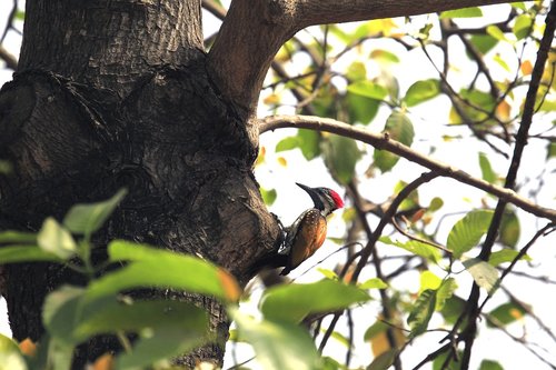 nature  bird  colourful