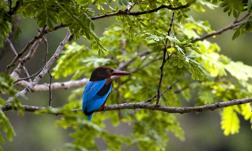 nature  bird  colorful