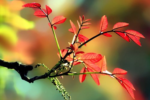 nature  flower  colourful