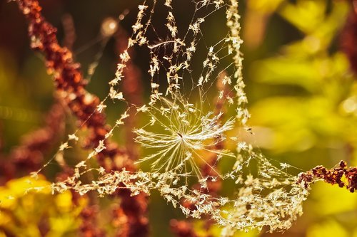nature  cobweb  web