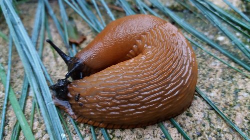 nature  snail  slug