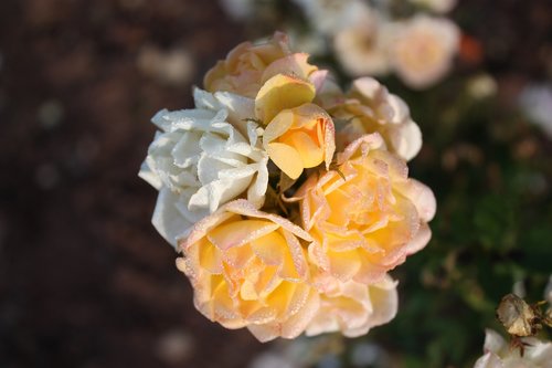 nature  flower  plant