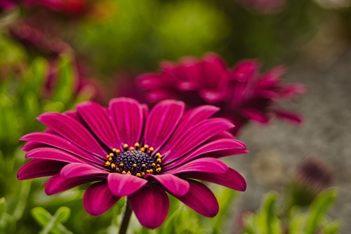 nature  flower  plant