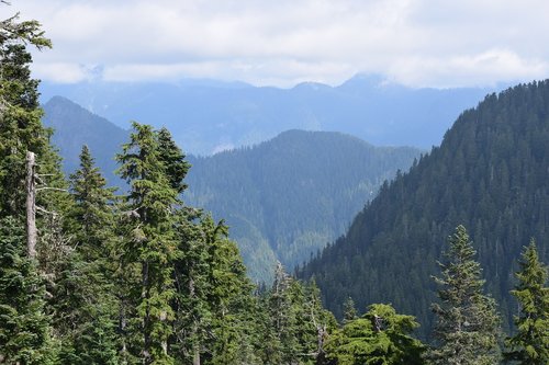 nature  trees  travel