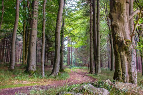 nature  landscape  forest