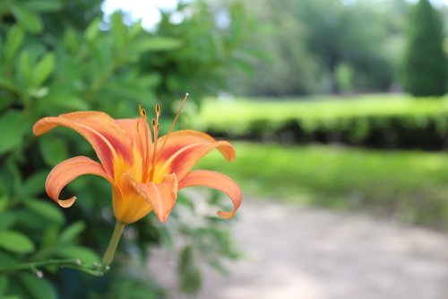 nature  flower  garden