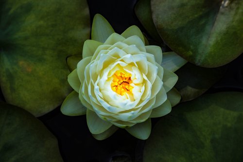 nature  bella  water lilies