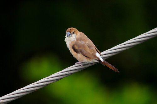 nature  bird  animal