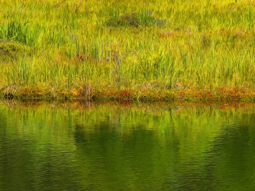 nature  herbs  water