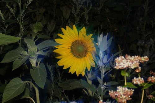 nature  sunflower  shining
