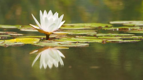 nature  water lily  pond