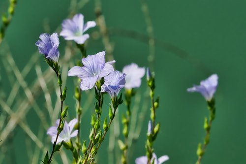 nature  plant  wild flowers