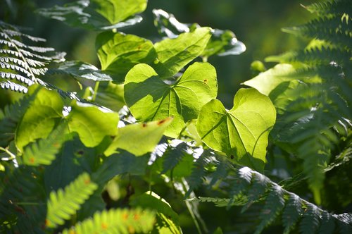 nature  heart  abstract